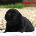 Chiot Labrador Lof
