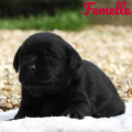 Chiot Labrador Lof