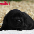 Chiot Labrador Lof