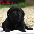 Chiot Labrador Lof