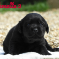 Chiot Labrador Lof