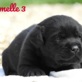 Chiot Labrador Lof