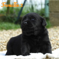 Chiot Labrador Lof