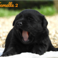 Chiot Labrador Lof