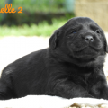 Chiot Labrador Lof