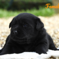 Chiot Labrador Lof