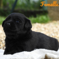 Chiot Labrador Lof