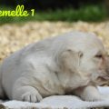 Chiot Labrador Lof