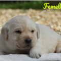 Chiot Labrador Lof