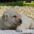 Chiot Labrador Lof