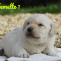 Chiot Labrador Lof