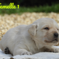 Chiot Labrador Lof