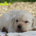 Chiot Labrador Lof