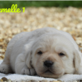 Chiot Labrador Lof