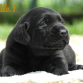 Chiot Labrador Lof