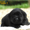 Chiot Labrador Lof