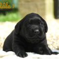Chiot Labrador Lof