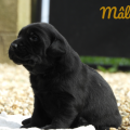 Chiot Labrador Lof