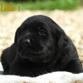 Chiot Labrador Lof