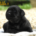 Chiot Labrador Lof