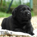 Chiot Labrador Lof