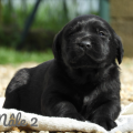 Chiot Labrador Lof