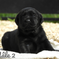 Chiot Labrador Lof