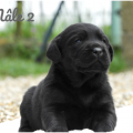 Chiot Labrador Lof