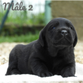 Chiot Labrador Lof
