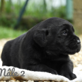 Chiot Labrador Lof