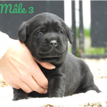 Chiot Labrador Lof
