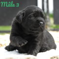 Chiot Labrador Lof