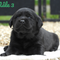 Chiot Labrador Lof