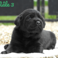 Chiot Labrador Lof