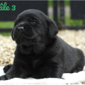 Chiot Labrador Lof