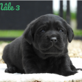 Chiot Labrador Lof