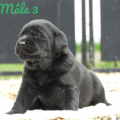 Chiot Labrador Lof