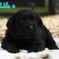 Chiot Labrador Lof