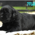 Chiot Labrador Lof