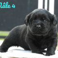 Chiot Labrador Lof