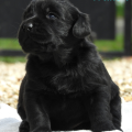 Chiot Labrador Lof