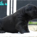 Chiot Labrador Lof