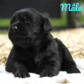 Chiot Labrador Lof