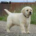 Chiot Labrador Lof