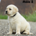 Chiot Labrador Lof