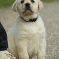Chiot Labrador Lof