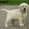 Chiot Labrador Lof