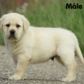 Chiot Labrador Lof