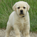 Chiot Labrador Lof