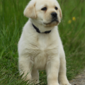 Chiot Labrador Lof